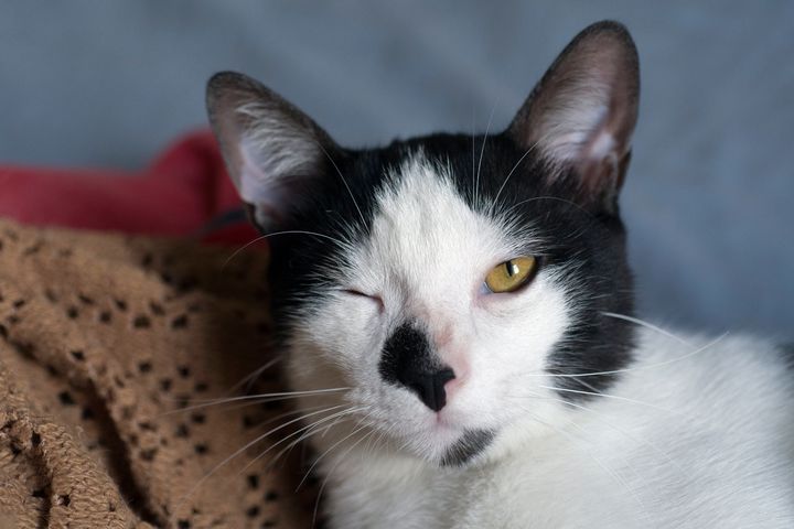 Close-up of cat blinking with one eye open and the other one closed.