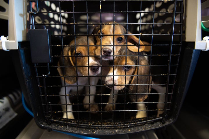 About 4,000 beagles were removed from the Virginia breeder after an investigation found that the animals, which were bred for lab testing, were living without adequate veterinary care, adequate staffing and safe living conditions.