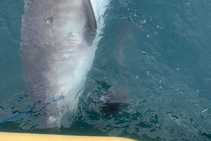 Μάιος 2022, Νησί Ορφέας στην Αυστραλία: Ο ερευνητής Nicolas Lubitz από το Πανεπιστήμιο Τζέιμς Κουκ απαθανατίζει τη στιγμή που ένας καρχαρίας τίργης «φτύνει» από το στομάχι του μια έχιδνα.