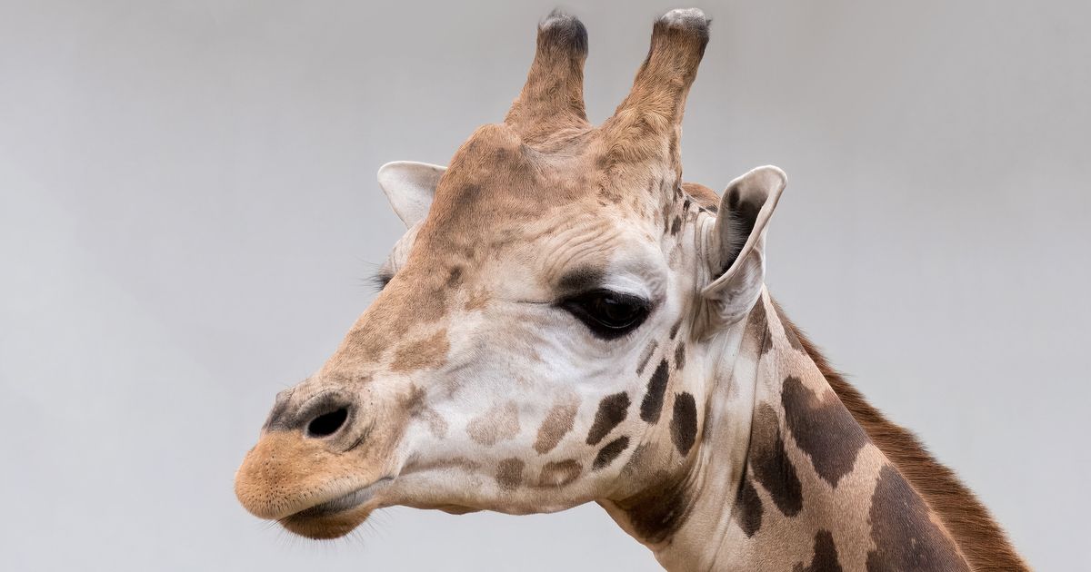 Giraffe Takes Texas Toddler To Frightening Heights In Shock Safari Move