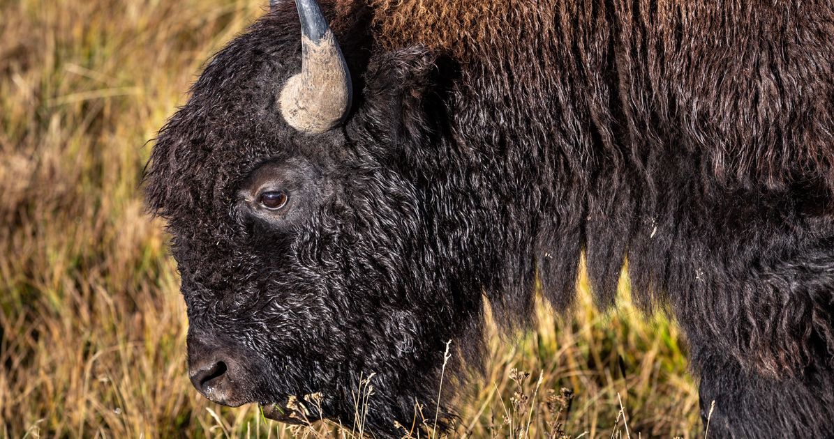 Elderly Woman Gored By Bison In Yellowstone National Park