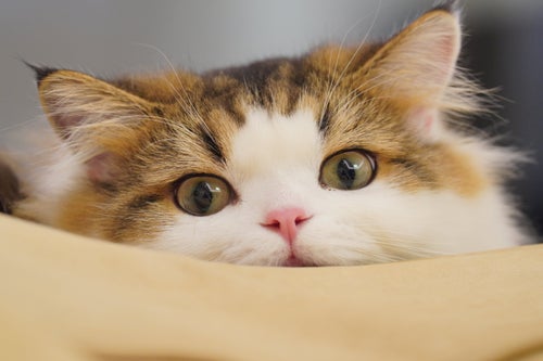 猫がオーケストラの生演奏中に「乱入」。優雅に演奏をエンジョイし