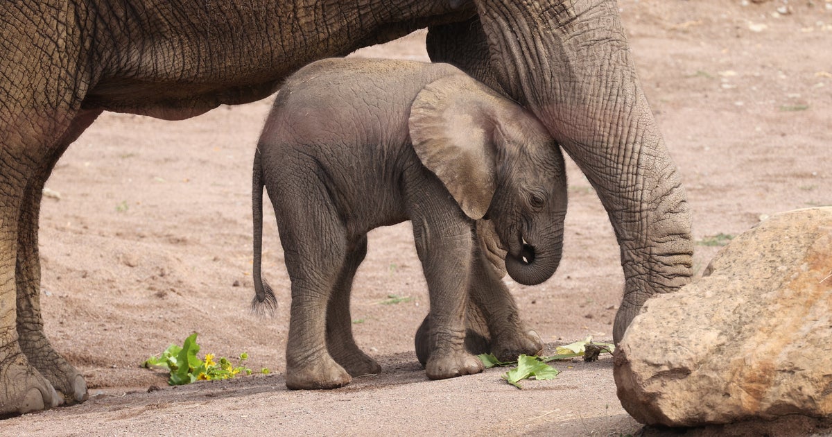Here's How Elephants Breastfeed, And It's Oddly Familiar HuffPost UK Life
