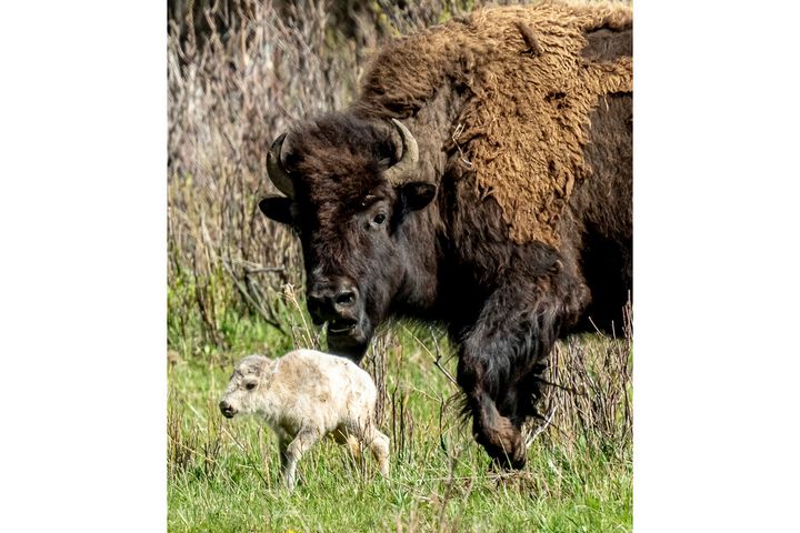 Reported Birth Of Rare White Buffalo Calf Fulfills Prophecy | HuffPost ...