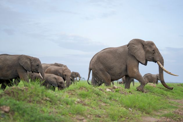 Elephant Herd grazing in Amboseli National Park. (Photo by Matt Dirksen/Getty Images)