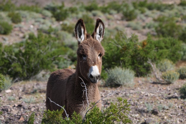 ロバ（イメージ画像）