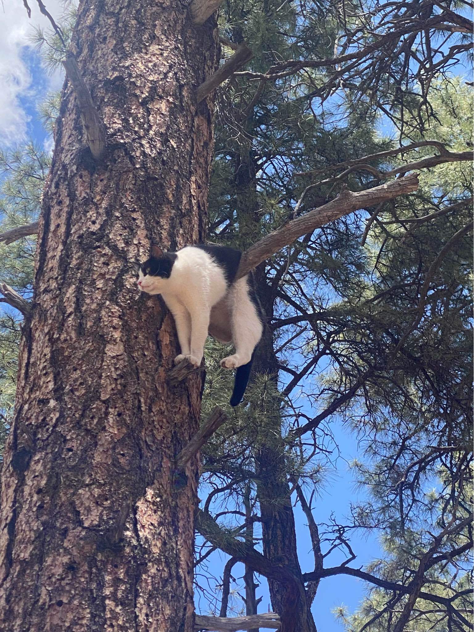 The cat on the online tree