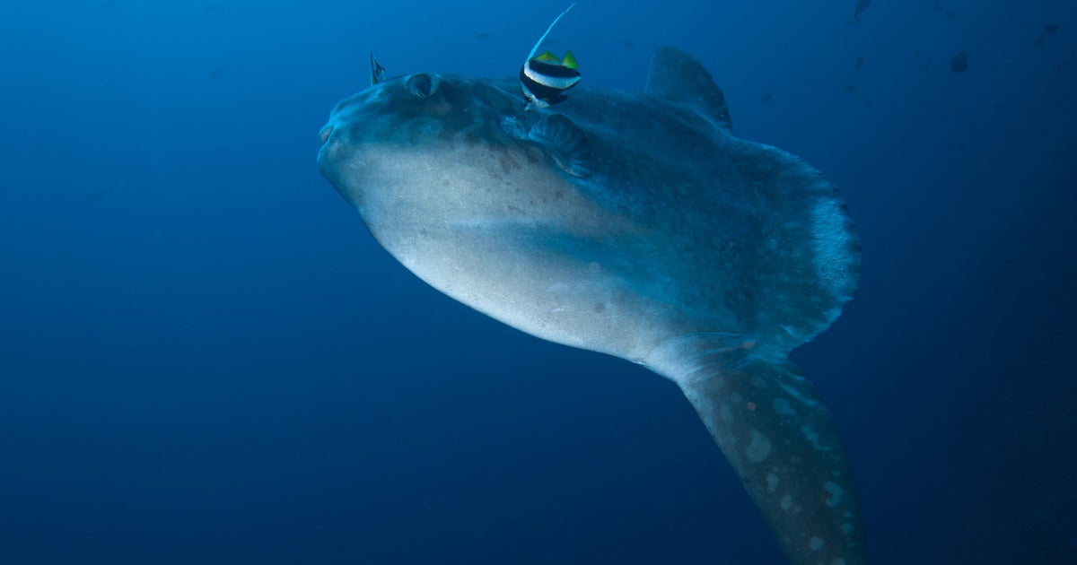 マンボウの“バブルリング”に「初めて見た」「激レア」の声続出。いおワールドかごしま水族館の動画に反響