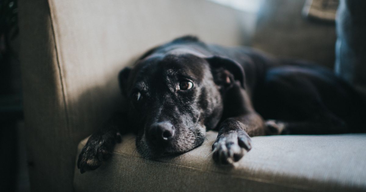 The 5 Biggest Early Warning Signs Of Cancer In Dogs