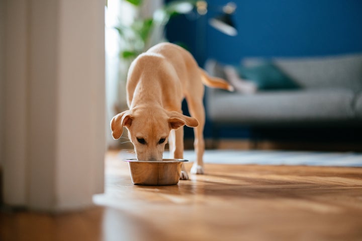 Übermäßiger Durst kann ein Symptom für Krebs bei Hunden sein.