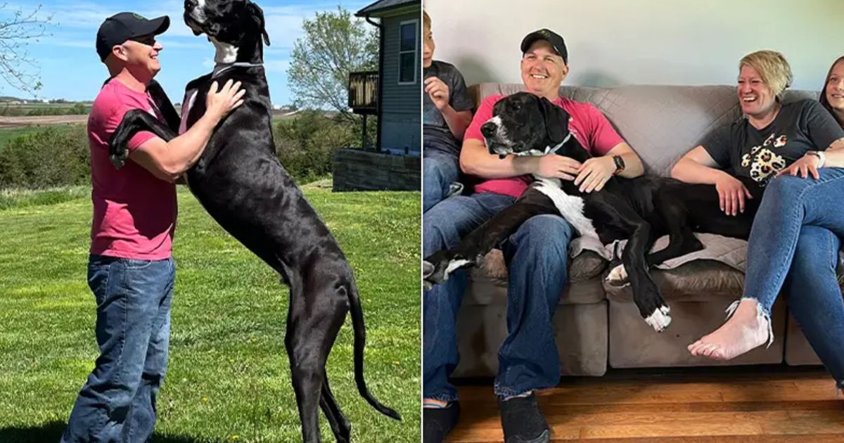 Record-breaking tall male dog known as ‘Best Giant Boy’ passes away shortly after achieving title of World’s Tallest.