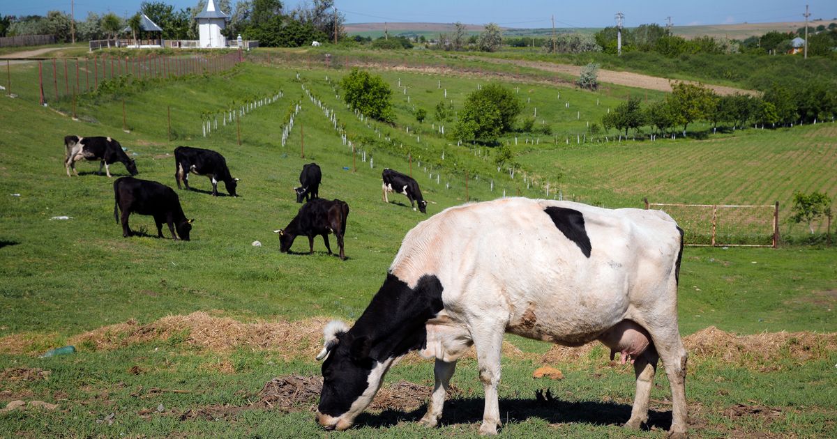 Au Danemark, le bétail flatulent va être taxé pour lutter contre le changement climatique