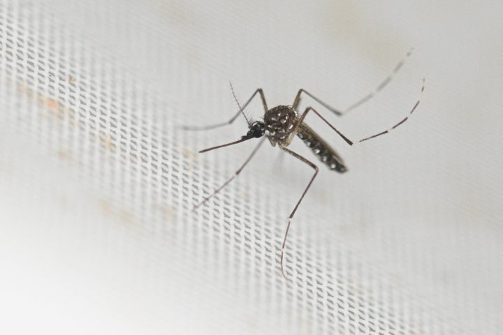 Die abgebildete Aedes aegypti-Mücke ist der Übeltäter vieler aktueller Dengue-Ausbrüche, die normalerweise in tropischen und subtropischen Regionen auftreten.