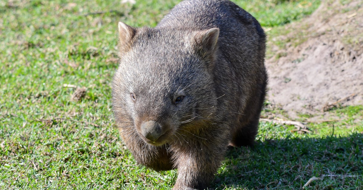 ウォンバットから学ぶ証明写真の撮り方。「悪い例」も最高に癒される