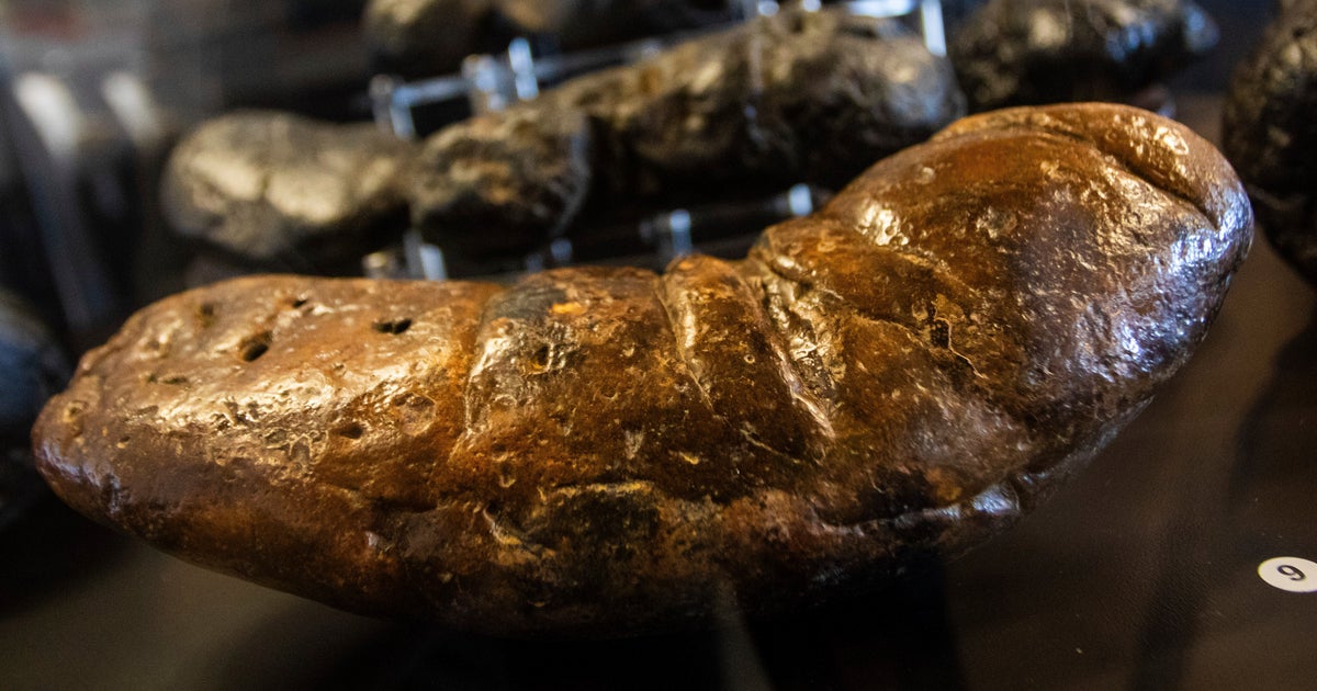 Arizona's 'Poozeum' Teaches Science Using Fossilized Feces