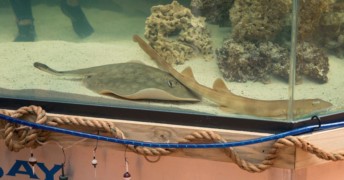 Stingray That Got Pregnant Without A Male Companion Has Died