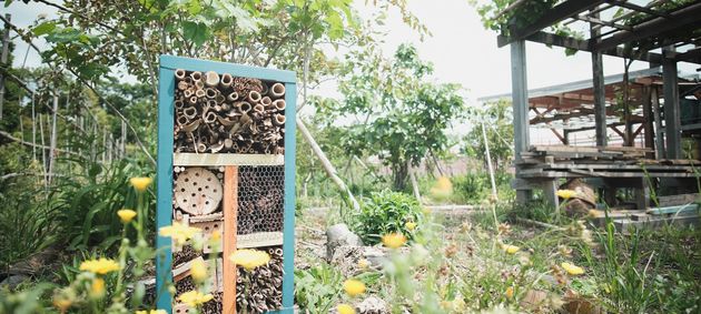 浜松市で育てている「食べられる森」