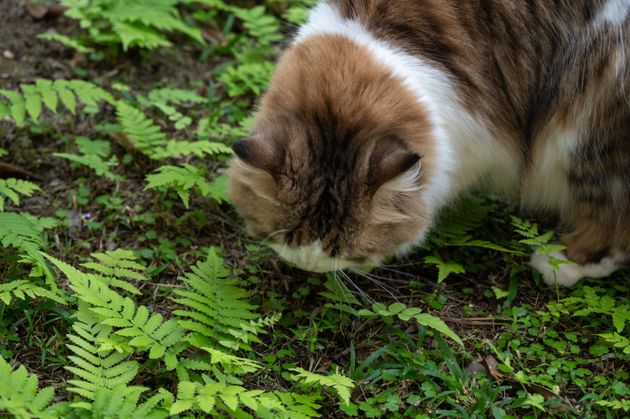Why Does Your Cat Eat Grass, And When Should You Worry?