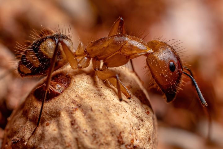 Κάνουν διάγνωση σε τραυματισμένα άκρα άλλων μυρμηγκιών της φωλιάς τους και τα φροντίζουν ανάλογα