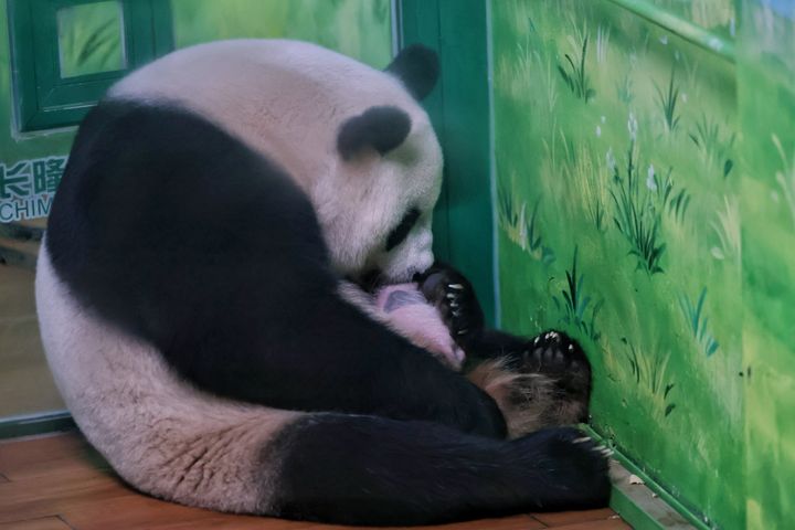 Η Mengmeng με το νεογέννητο Guangzhou Chimelong Safari Park της Κίνας (2 Ιουλίου) 