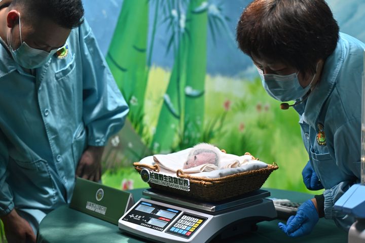 Οι ειδικοί ζυγίζουν το νεογέννητο της Mengmeng που φαίνεται να κερδίζει βάρος καθημερινά (2 Ιουλίου 2024)