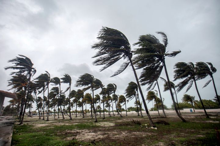 Starke Winde peitschen Palmen an einem leeren Strand, während der Tropensturm Beryl am 5. Juli 2024 durch Progreso auf der Halbinsel Yucatan in Mexiko zieht. (Foto: Hugo Borges/AFP über Getty Images)