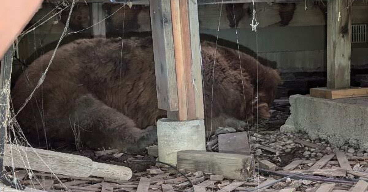 Family Hears 'Huffing And Moaning,' Discovers Huge Bear Under Deck