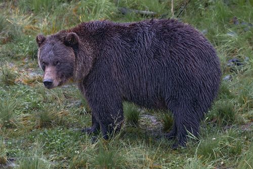 家のデッキ下から聞こえた「うなり声」⇒見つかったのは巨大クマだった（アメリカ） | ハフポスト WORLD