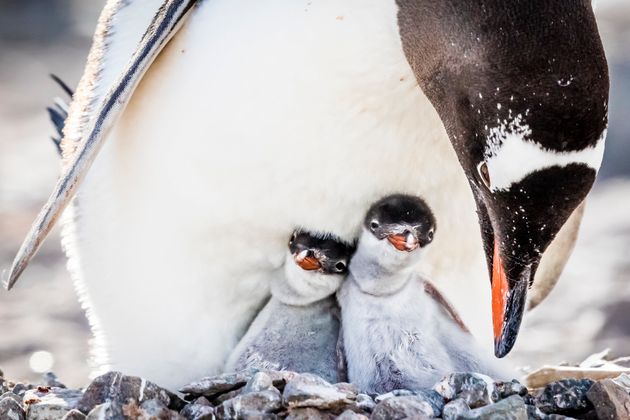 A couple of young gentoo penguins are kept warm by an adult in their pebble nest on Pleneau Island in Antarctica's Lemaire Channel.