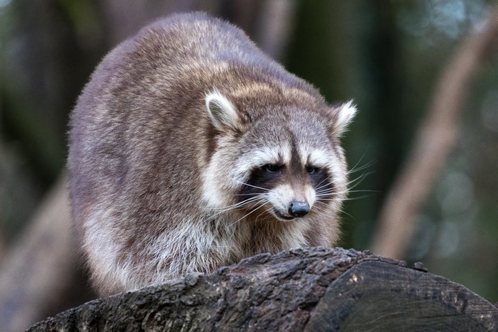 (イメージ画像)アライグマ