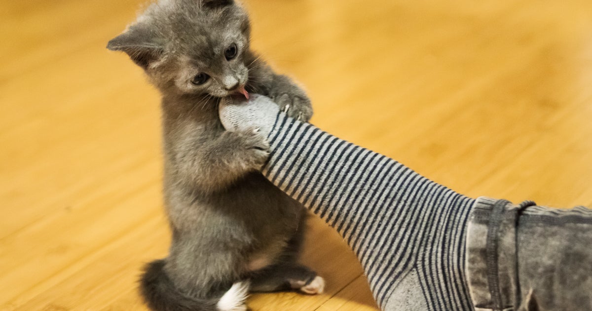 The Adorable Reason Why Kittens Nibble Our Toes HuffPost UK Life