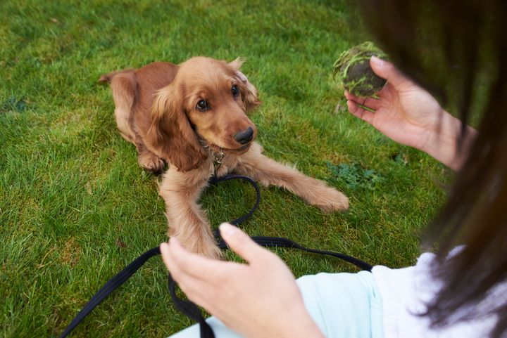 "Training, soziale Kontakte und die Etablierung einer Routine sind von entscheidender Bedeutung, können für neue Besitzer jedoch eine entmutigende Aufgabe sein." Brett Endes, ein professioneller Hundetrainer und Hundeverhaltensberater in Los Angeles.