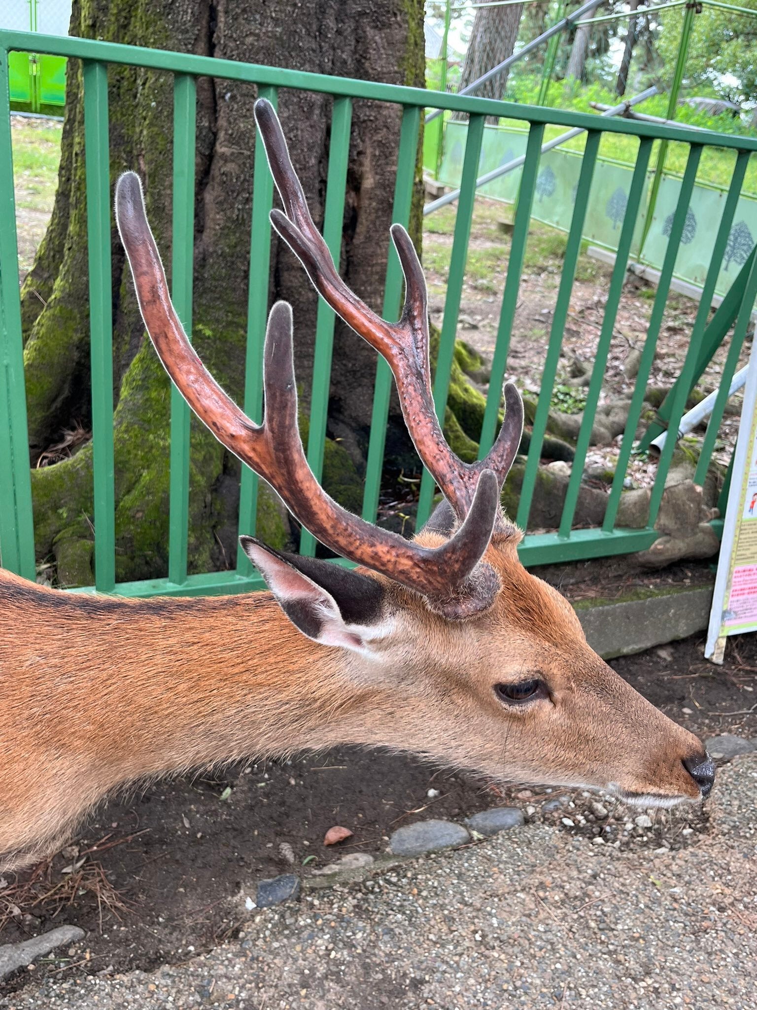 大きい　鹿の角 奈良県　清掃済み og-ne210726-4.jpg