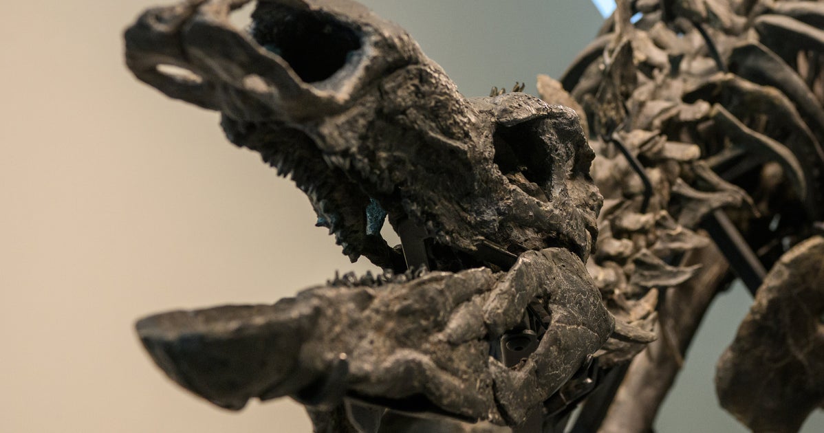 Stegosaurus Skeleton Nabs $44.6 Million At Historic Auction In New York City