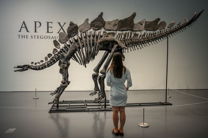 Ein Stegosaurus-Fossil wurde kurzzeitig im Auktionshaus Sotheby's in New York City ausgestellt.