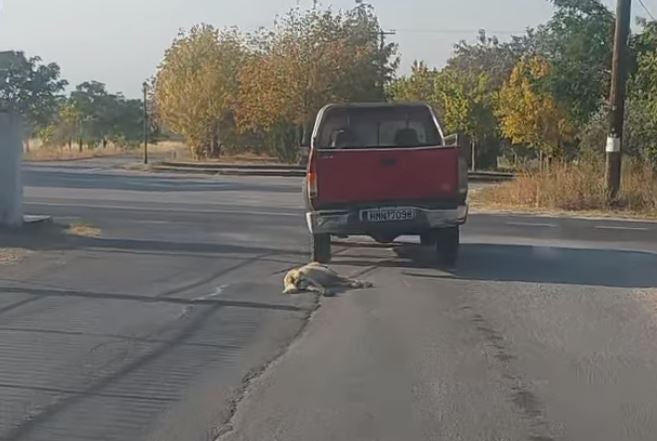 Ο 84χρονος, ισχυρίζεται ότι το ζώο ήταν ιδιοκτησίας του κι ότι το βρήκε δηλητηριασμένο σε κτήμα που διατηρεί.