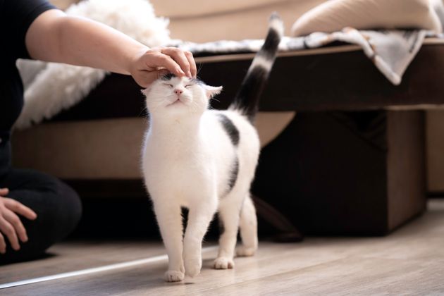 This 1 Behaviour Might Prove Your Cat Misses You When You're Gone