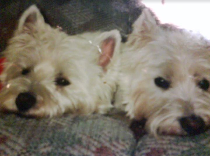 The author's dogs, Duncan and Dooley.