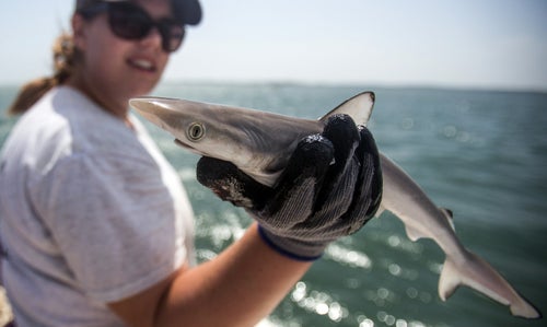 A researcher holds a young male Atlantic sharpnose shark, a close relative of Brazilian sharpnoses, near the Outer Banks of North Carolina.