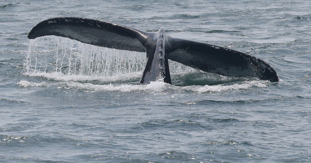 【公式】フジのお歳暮・冬ギフト - WEBカタログ掲載中 クジラがボートに乗り上げ転覆。釣り人たちが海に投げ出される 絵画