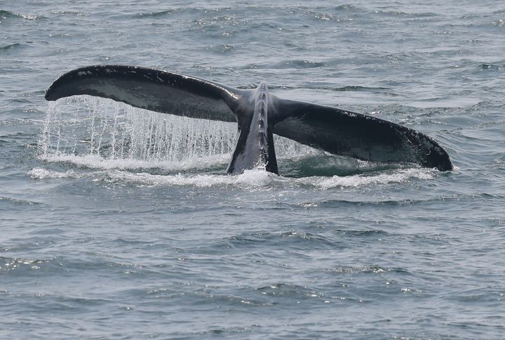 クジラ（イメージ写真。記事中のクジラとは関係がありません）