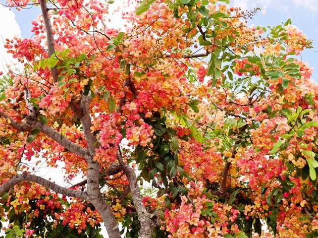 6月から7月にかけて、ハワイは花の盛り