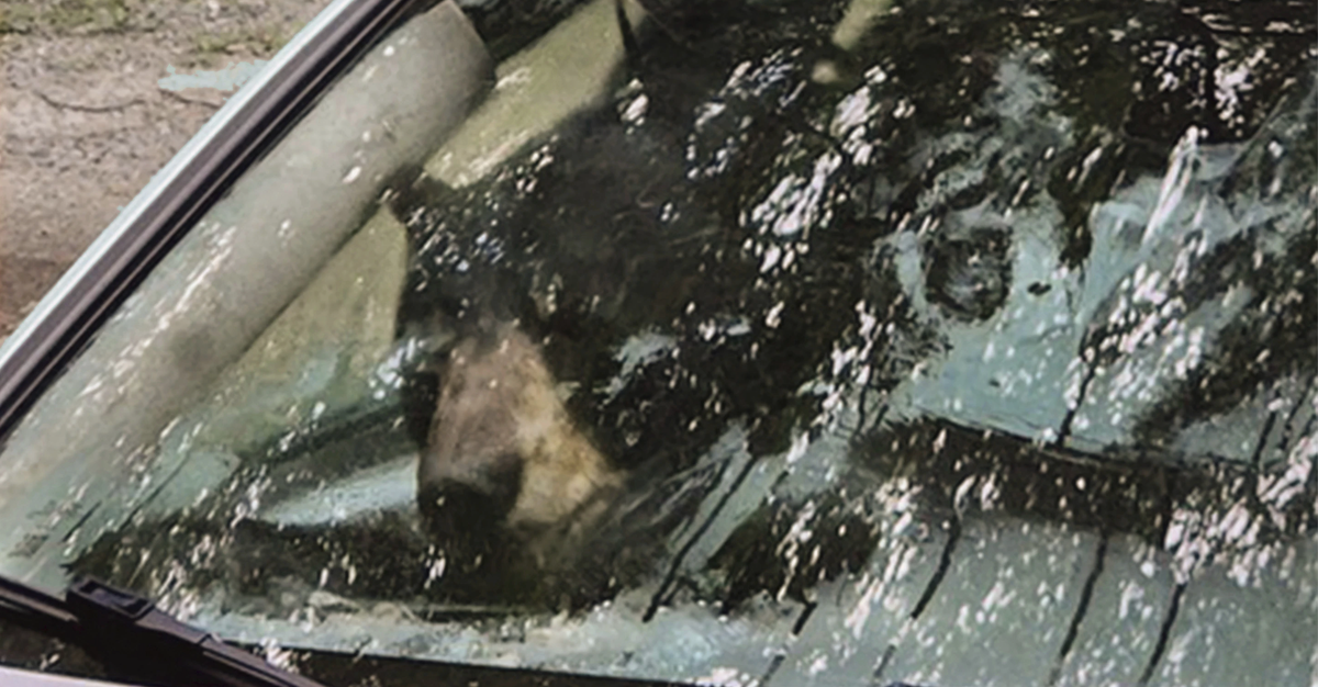 Black Bear And Cub Destroy Car After Getting Trapped Inside