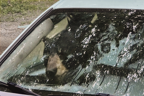 A bear that broke into a car in Winstead, CT, is visible through the vehicle's front window in this July 15, 2024 photo.