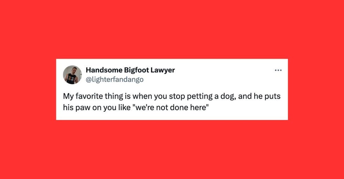 NextImg:26 Of The Funniest Tweets About Cats And Dogs This Week
