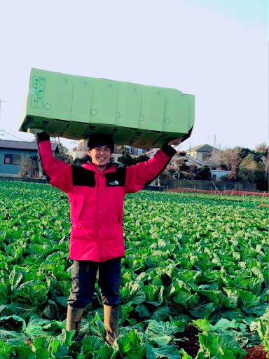 キャベツ農家で収穫体験をする和泉さん