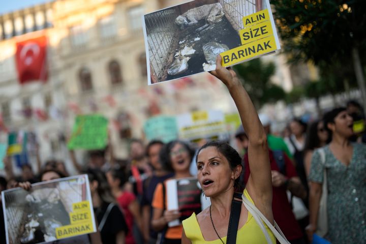 Ακτιβιστές υπέρ των δικαιωμάτων των ζώων διαδηλώνουν κατά του νέου νόμου για τα αδέσποτα σκυλιά - Κωνσταντινούπολη, 29 Ιουλίου 2024