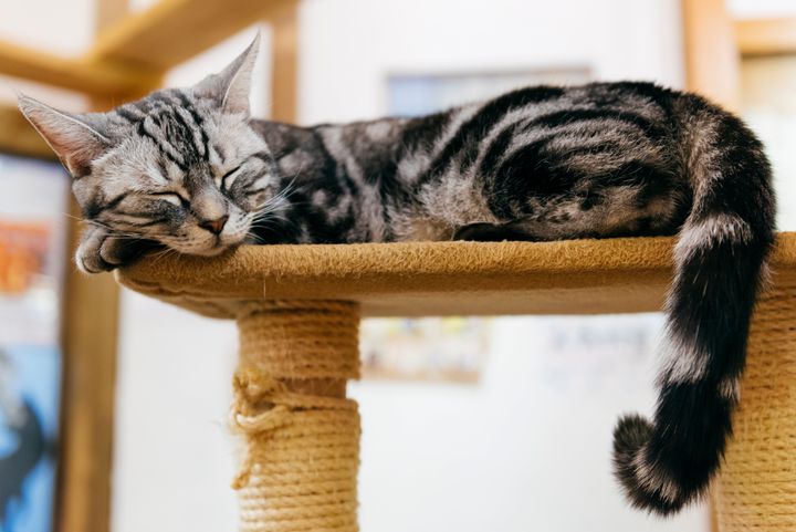 Cat trees help cats express their biological instincts while providing a space for exercise.