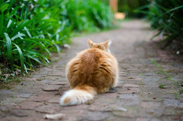 Cat Poo Could Be The Key To Curing These Debilitating Diseases