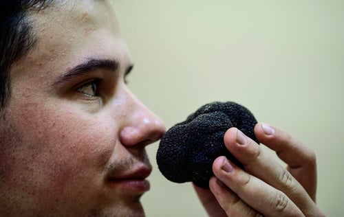 This is a photo of a man smelling a black truffle. Enough said?